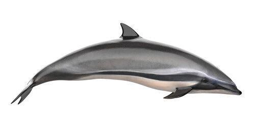 grey doplhin isolated. PNG transparency