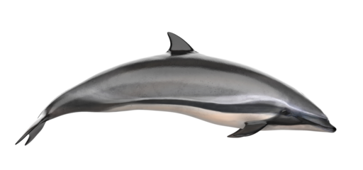 grey doplhin isolated. PNG transparency