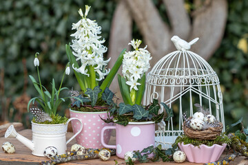 Frühlings-Gartenarrangement mit weißen Hyazinthen und Schneeglöckchen in Tassen