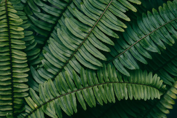 green fern leaf, dark nature background