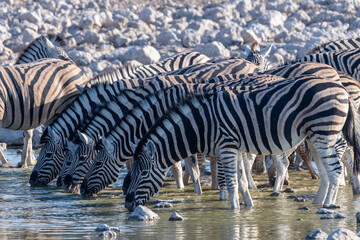 Fototapeta na wymiar A group of Burchell's Plains zebra -Equus quagga burchelli- drinking from a waterhole on the plains of Etosha National Park, Namibia.