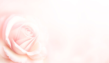 Fototapeta na wymiar Horizontal banner with rose of pink color on blurred background. Copy space for text. Mock up template