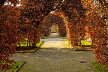 Tree tunnel in Dortmund. Trees are trimmed to arc