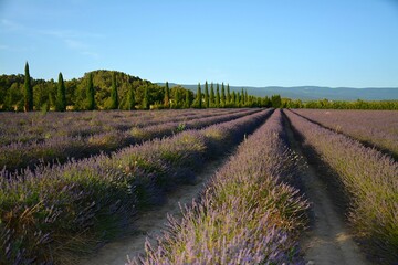 Fototapeta premium Lavender field with trees and blue sky in the background. Provence lavender fields. France. 