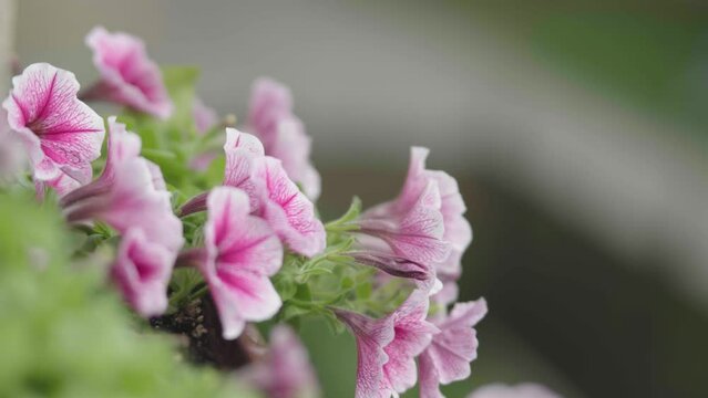 pink magenta blossom colorful petunia flower on window sill balcony. sping is coming beauty. mother's day anniversary love. fresh petals of petunia flowers white tender pink color flower