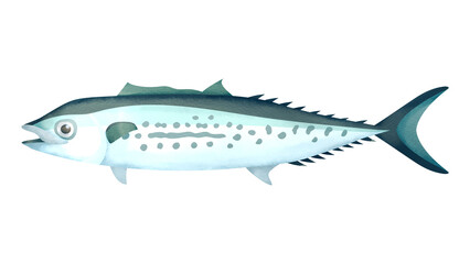 サワラの水彩風イラスト