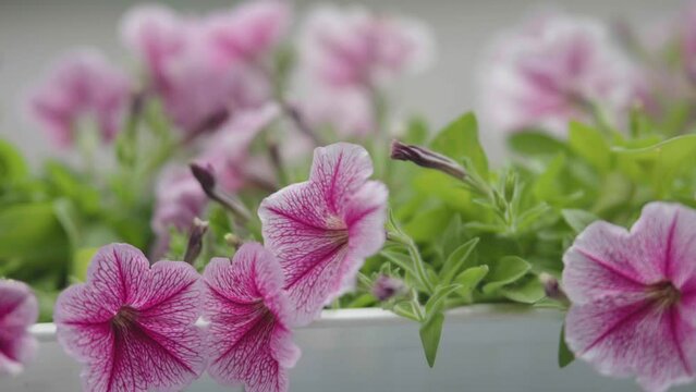 bright flower blossom colorful petunia flower pot on window sill balcony plants beauty. sping is coming mother's day anniversary love concept. pink magenta white petals bloom blooming petunia flower