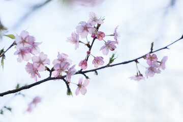 透明感のある桜の花びらと青空