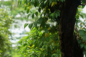 Betel plants grow vines on large logs