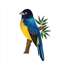 blue and yellow macaw.free vectors fills doumlode.birds vectors fills dounlode.nice birds vectors fills dounlode.