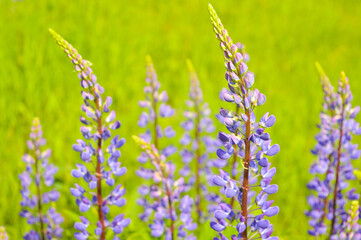 Purple lupine field with pink purple and blue flowers. Summer flower background