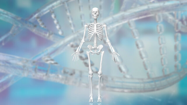 The skeleton on dna background for medical or sci concept 3d rendering
