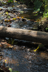 tree falls over stream in the forest 
