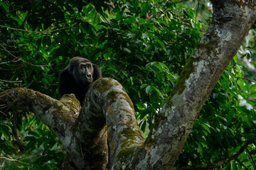 Western lowland gorilla (Gorilla gorilla gorilla) in Marantaceae forest. Odzala - Kokoua National Park. Cuvette-Ouest Region. Republic of the Congo © Roger de la Harpe