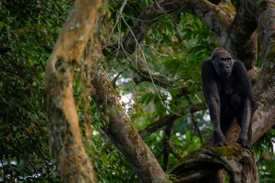 Western lowland gorilla (Gorilla gorilla gorilla) in tree. Odzala-Kokoua National Park. Cuvette-Ouest Region. Republic of the Congo (Congo Brazzaville).