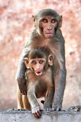 Macaque monkey family, mom with baby at the GaltaJi Monkey Temple in Jaipur, India