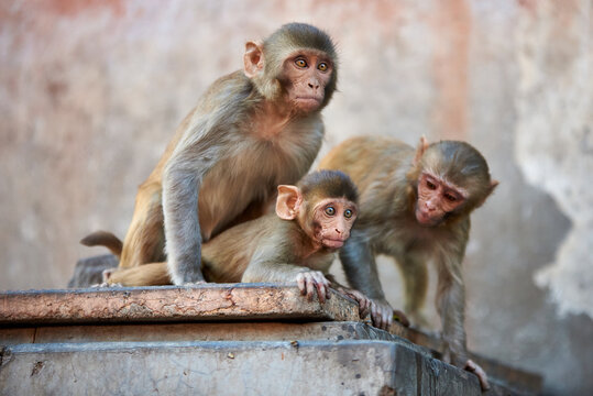 Macaque monkey family, mom with baby at the GaltaJi Monkey Temple in Jaipur, India