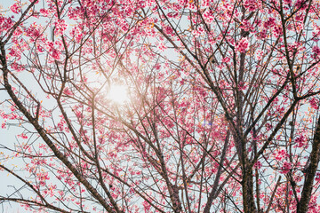 pink sakura flowers sky sun background