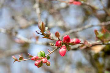 blossom of a wild apple tree made with soft focus lens