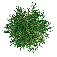 tree, top view for environment landscape project design