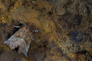 Scoliopteryx libatrix, herald moth, butterfly rests on the wall of the cave, water drops on its body