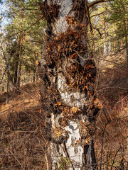 Fototapeta premium Southern Urals, numerous burls on a birch.