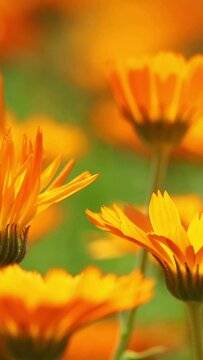 vertical footage Orange Flowers Of Calendula Officinalis. Medicinal Plant.