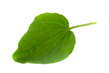 Plantain leaf, medicinal plant isolated on white background.