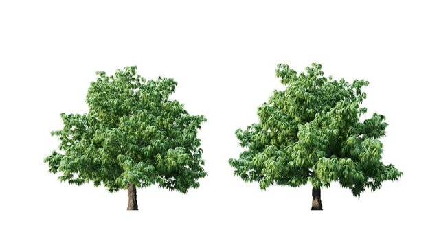 Growing trees on white background.3D animation growth grow from small to large, AesculusGlabra trees animate in the wind include alpha channel tree. Tree isolated Separated with alpha channels