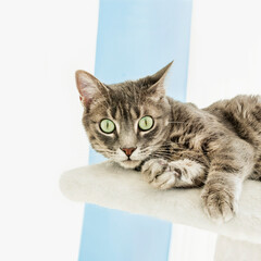Playful alley cat at home, lying on his cat tree, one year old, photo, square format