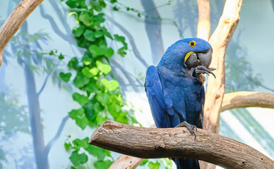 Close-up of a hyacinth blue macaw parrot eating on tree branch in zoo © Nicolae