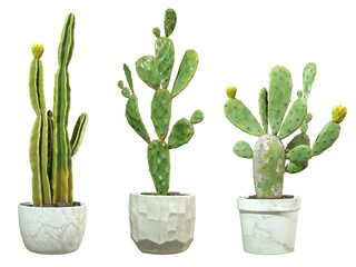 Summer cactus plants in pots cut out transparent backgrounds 3d rendering png © Krit