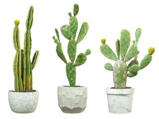Foto op Canvas Summer cactus plants in pots cut out transparent backgrounds 3d rendering png © Krit