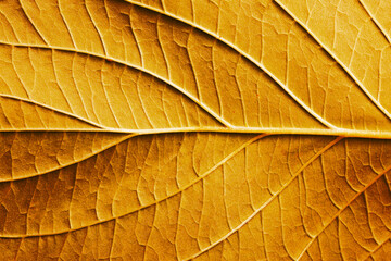 Golden leaf. Yellow autumn leaf background. Vibrant golden color natural veins texture. Closeup macro orange fall pattern. Natural autumn season texture. Dry, orange leaves.