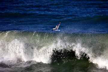 カモメの飛翔と荒波（別海町）