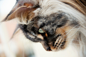 Curious Maine Coon male cat (one year old) (black silver blotched tabby) at home, while he is looking over the balcony, photo