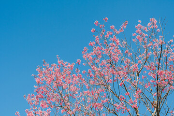pink sakura flower sky background
