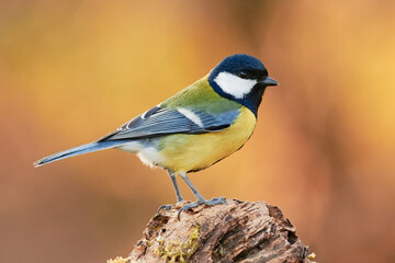Great tit at sunset. Sitting on old wood in the forest. Looking for food. Side view, close up. Genus species Parus major.
