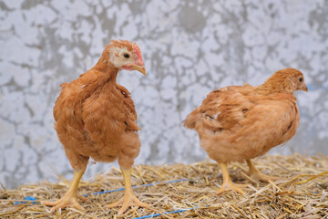 young chickens poultry hen standing on straw bale outdoor in farm