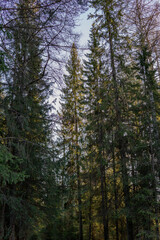 pine forest in the morning