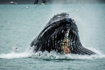 Humpback whale feeding, Seward, Alaska
