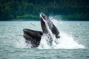 Humpback whale feeding, Seward, Alaska