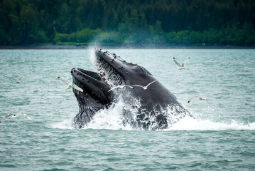 Humpback whale feeding, Seward, Alaska