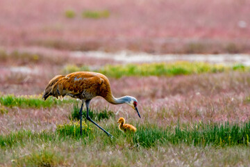 Lesser Sandhill Crane with chick (Antigone canadensis canadensis), Homer, Alaska © Sunil Singh