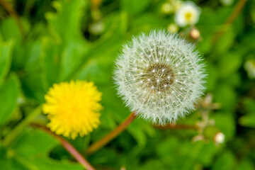 Dandelion