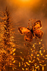 Jesienna impresja - motyl © mycatherina
