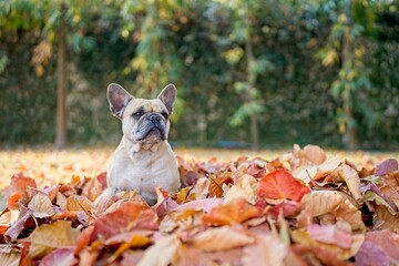 Cute French Bulldog Sitting on Brown Dried Leaves.
