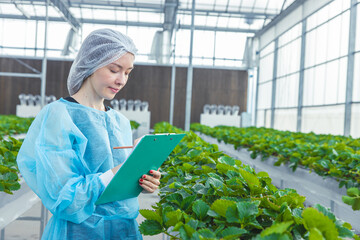 modern farmer planting strawberry farm in roof top greenhouse with clean hygiene controlled...