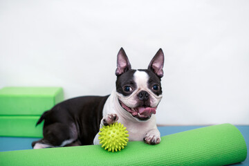 Pet fitness, sport and lifestyle concept. Boston Terrier dog, training, portrait in studio surrounded by sports equipment, yoga and fitness.	