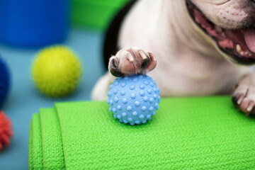 Dog's paw on a small massage ball. Sport and health concept.